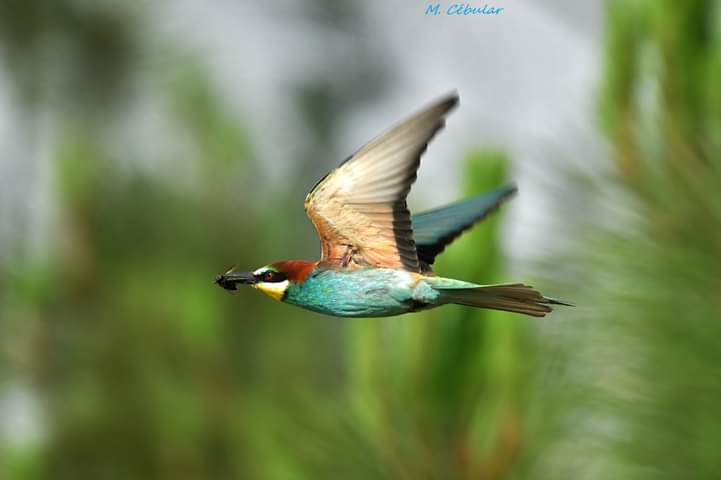 2020-08 Guêpiers d'europe